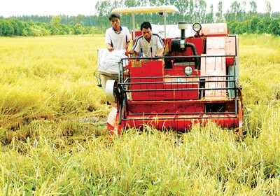 Farmers have begun to harvest the summer-autumn rice crop in the Mekong Delta (Photo: SGGP)